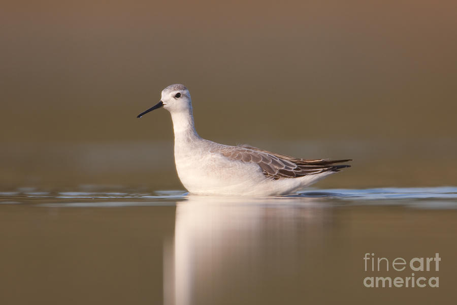 Wilsons Phalarope I Photograph by Clarence Holmes