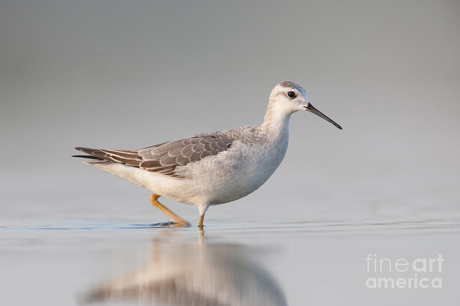 Wilsons Phalarope II Photograph by Clarence Holmes