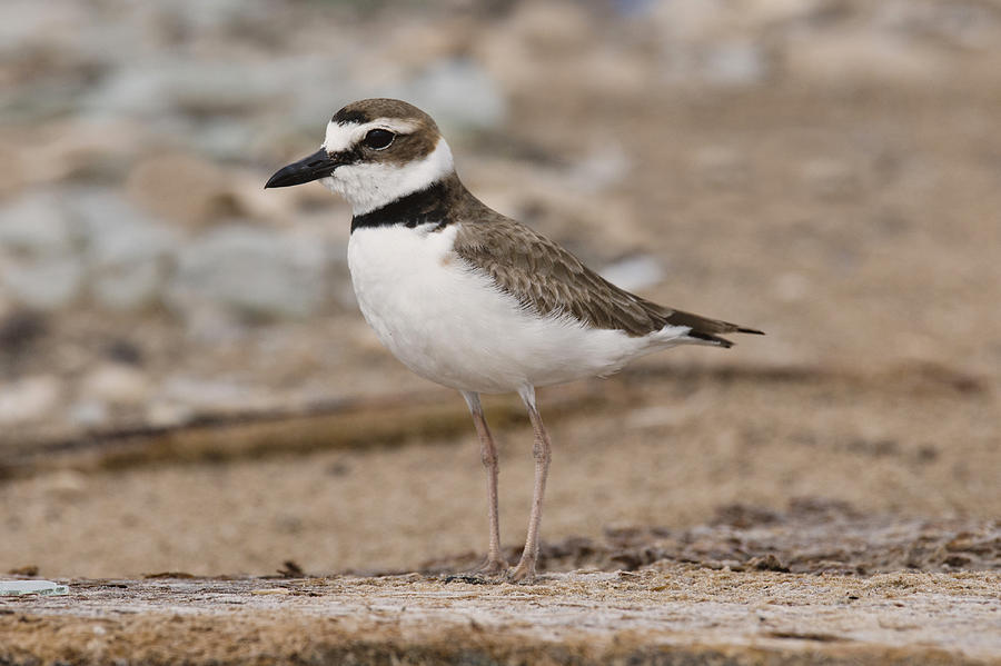 Wilsons Plover Photograph by Anthony Mercieca