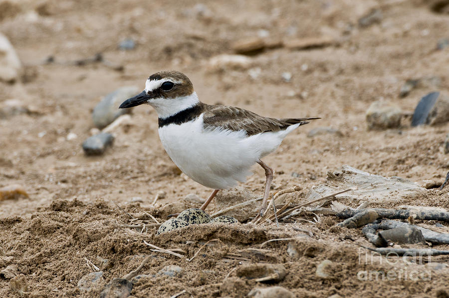 Wilsons Plover At Nest Photograph by Anthony Mercieca