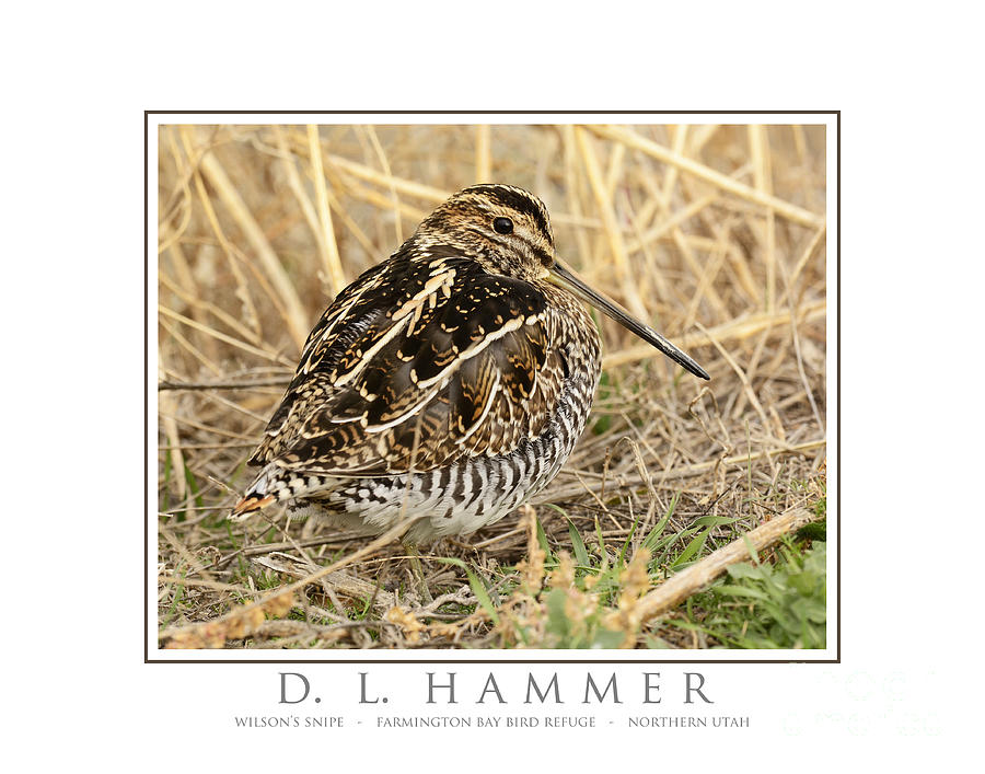 Wilsons Snipe Photograph by Dennis Hammer