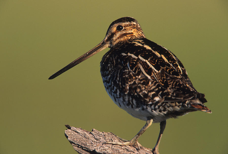 Wilson's Snipe Photograph By Don Baccus - Fine Art America