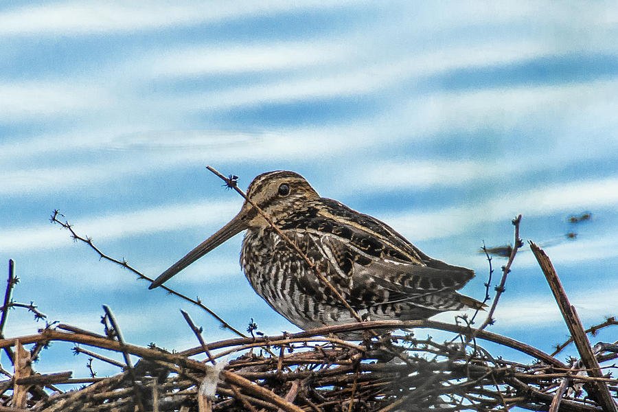 Wilson's Snipe Photograph - Wilsons Snipe by J Michael Runyon Wilson's Snipe Photograph - Wilsons Snipe by J Michael Runyon