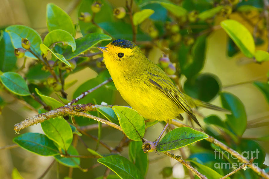 Wildlife Photograph - Wilsons Warbler by B.G. Thomson