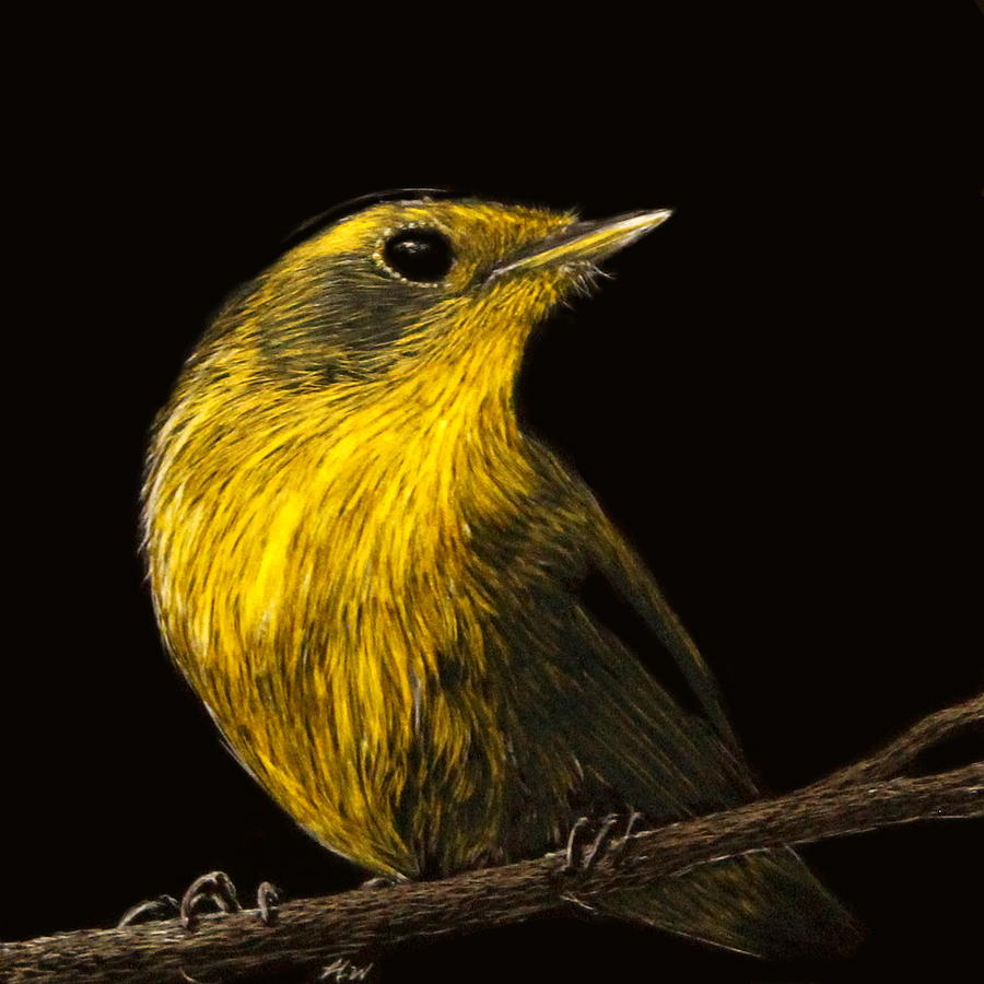 Warbler Drawing - A Drop of Sunshine by Heather Ward