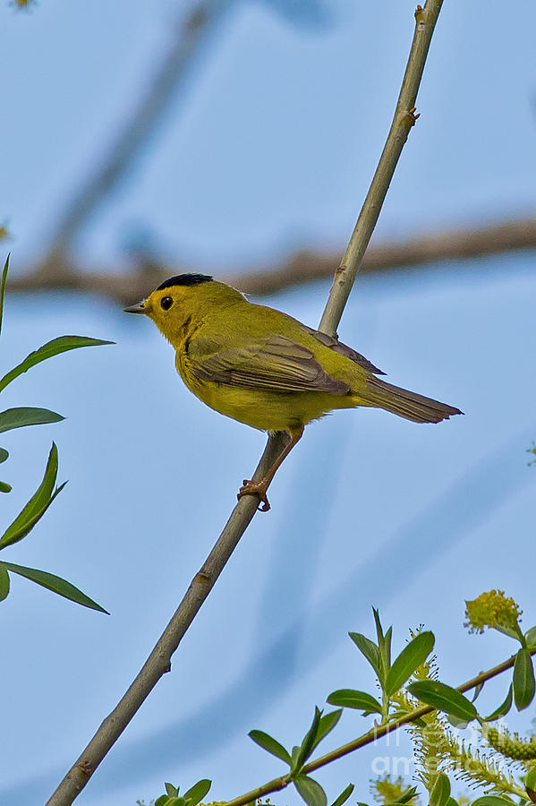 Wilsons Warbler In Madison Wisconsin Photograph by Natural Focal Point ...