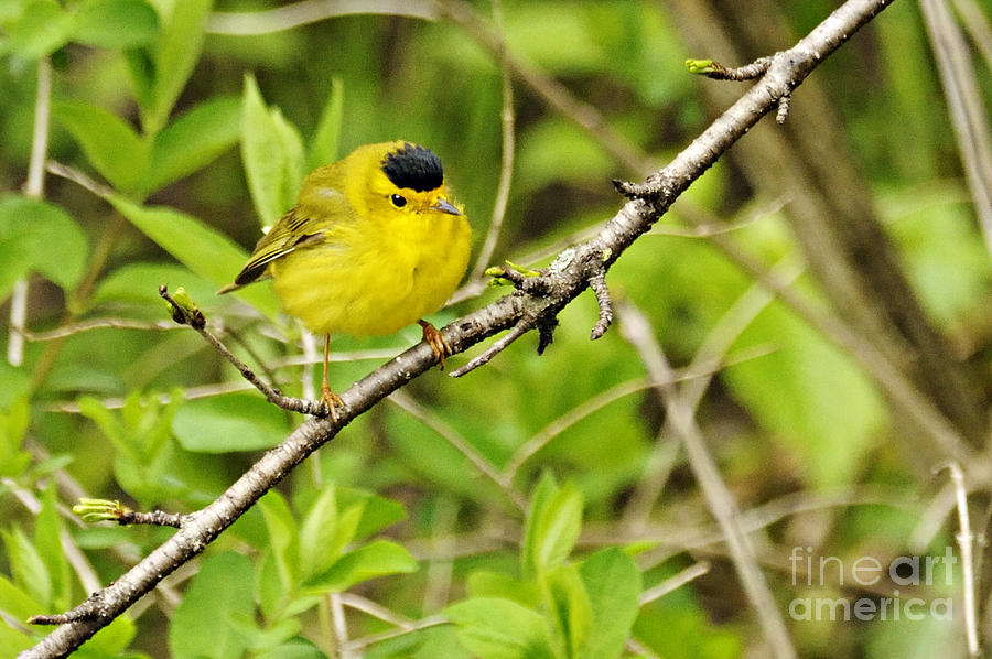 Wilsons Warbler Photograph by Larry Ricker
