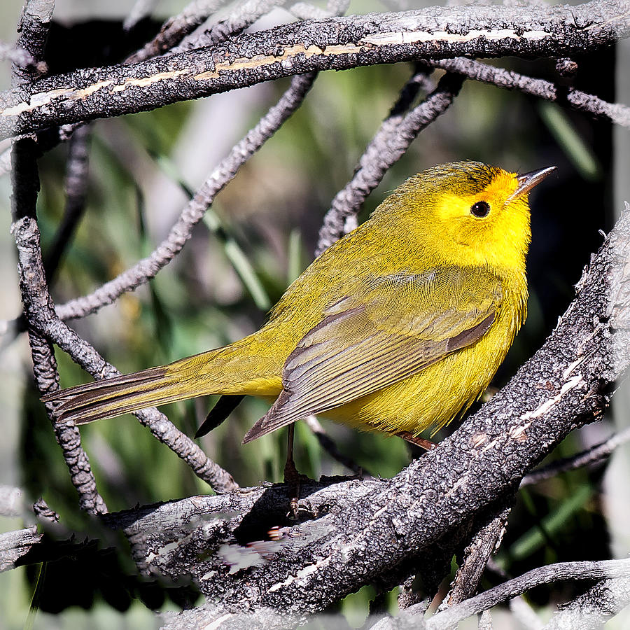 Wilsons Warbler Photograph by OLena Art by Lena Owens - Vibrant DESIGN