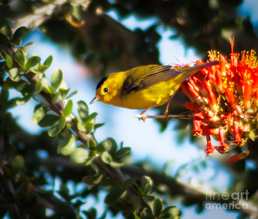Bird Photograph - Wilsons Warbler by Robert Bales