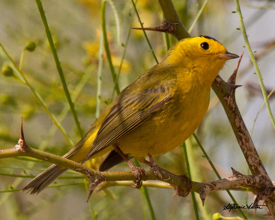 Wilsons Warbler Photograph by Stephanie Salter
