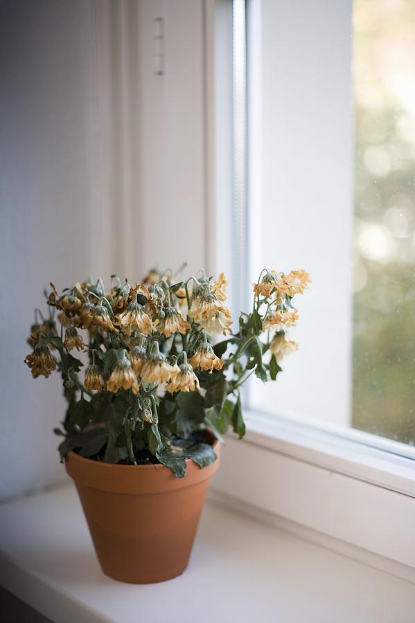 Wilted flowers in terracotta pot on window sill Photograph by Patrick Strattner