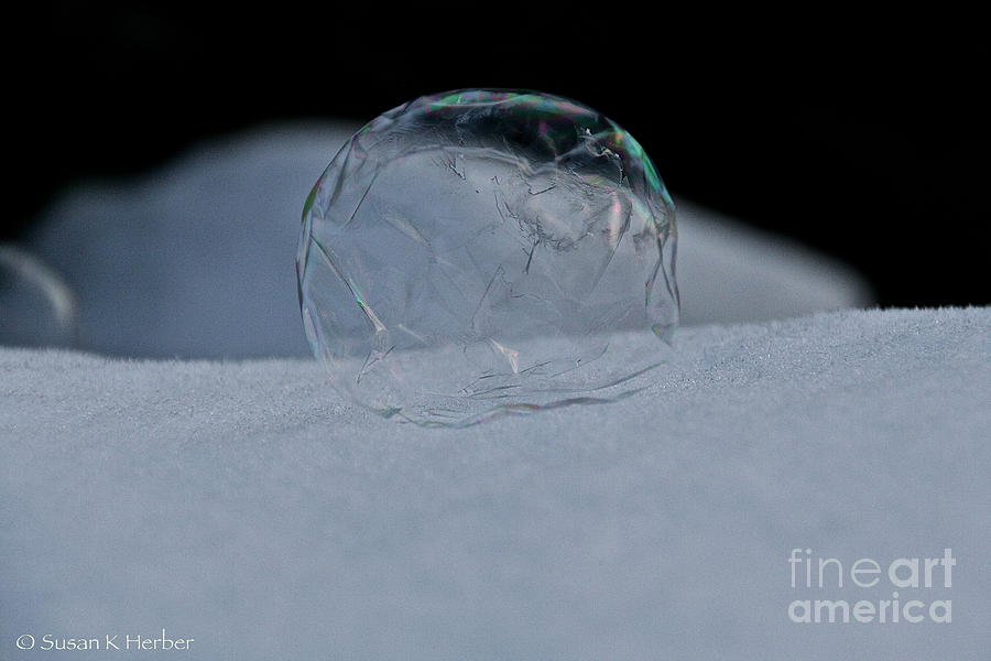 Wilted Ice Photograph by Susan Herber