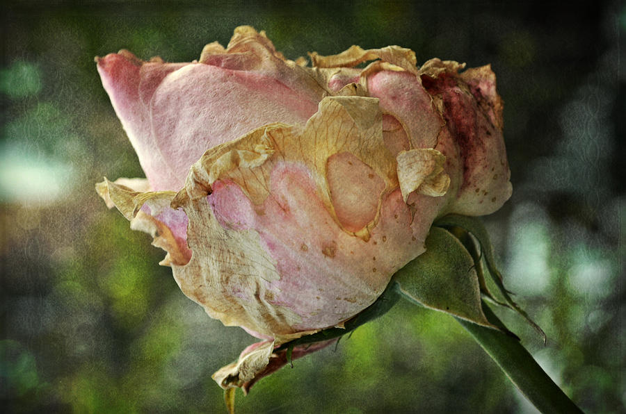 Wilted rosebud Photograph by Rumiana Nikolova