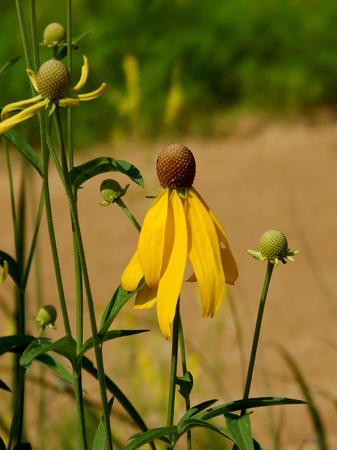 Summer Photograph - Wilted by Wild Thing