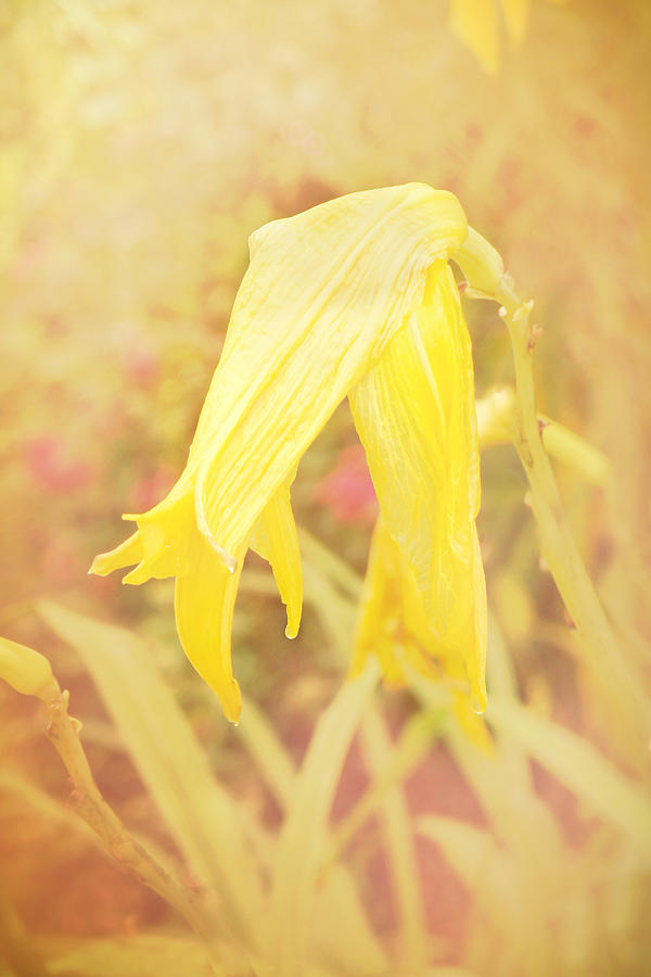 Lily Photograph - Wilted Yellow Lily in the Dew by Susan Blatchford