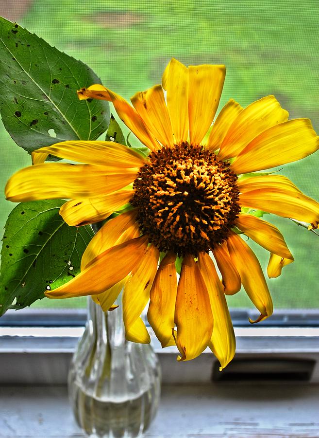 Wilting Sunflower in Window Photograph by Greg Jackson
