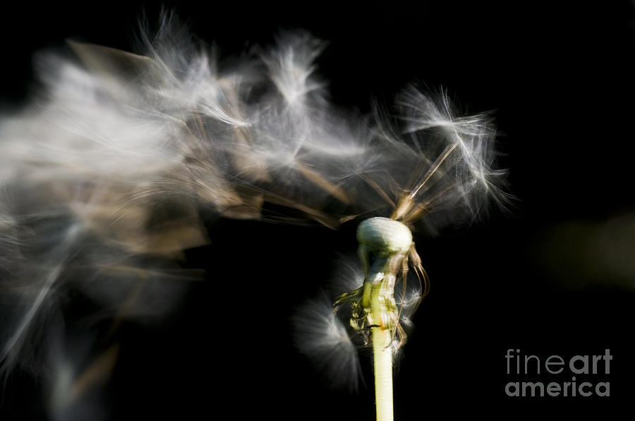 Nature Photograph - Wind Blowing Dandelion Seedhead by William H. Mullins