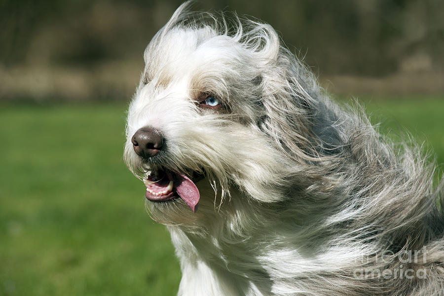 Windblown Dog Photograph by John Daniels