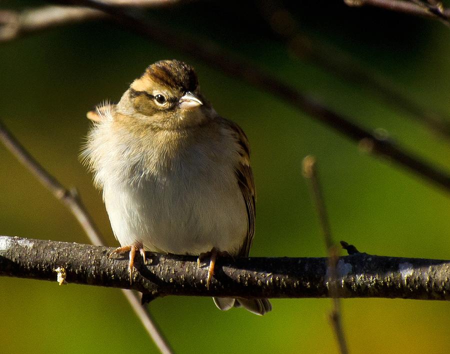 Wind blown Sparrow Photograph by John Harding
