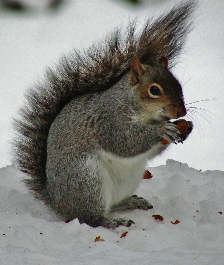 Squirrel Photograph - Wind Blown Squirrel by Thomas  McGuire