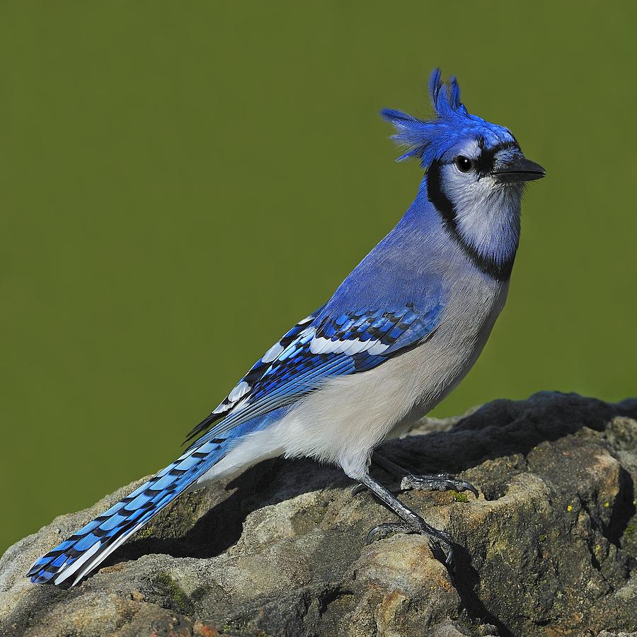 Blue Jay Photograph - Wind Blown by Tony Beck