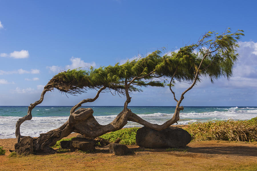 Tree Photograph - Wind Blown Tree 2 - Kauai Hawaii by Brian Harig