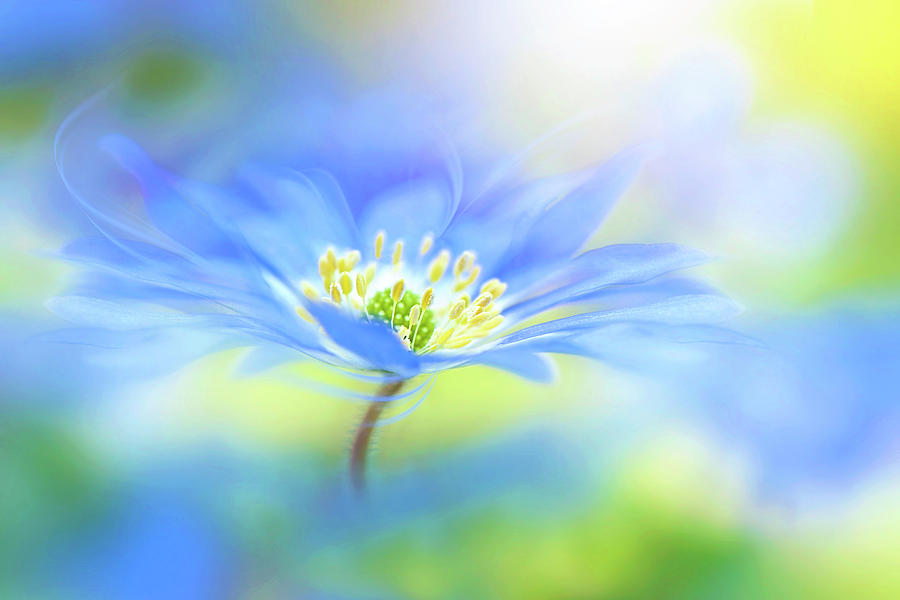 Flower Photograph - Wind Flower by Jacky Parker