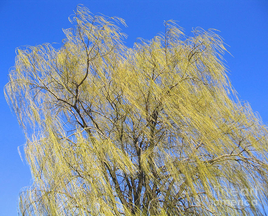 Wind in a Willow Photograph by Ann Horn