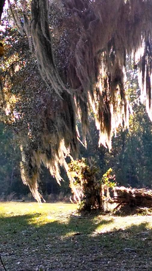 Wind in Spanish Moss Photograph by Nadia Korths - Fine Art America