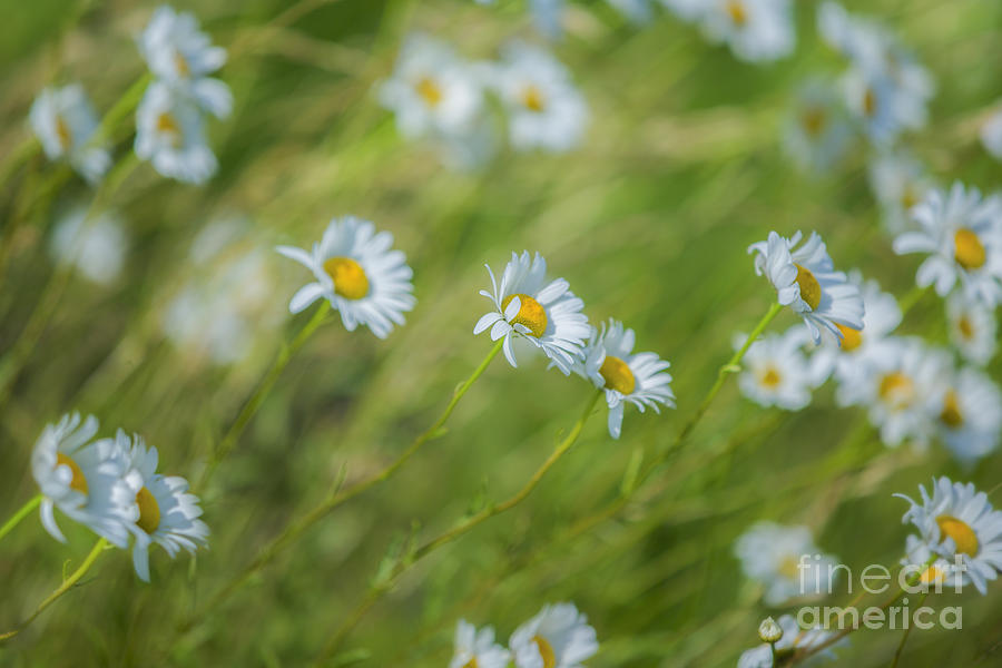 Wind in the Daisies Photograph by Diane Diederich