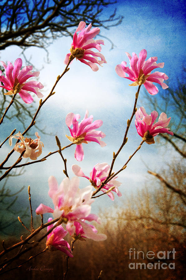 Wind In The Magnolia Tree Photograph by Andee Design