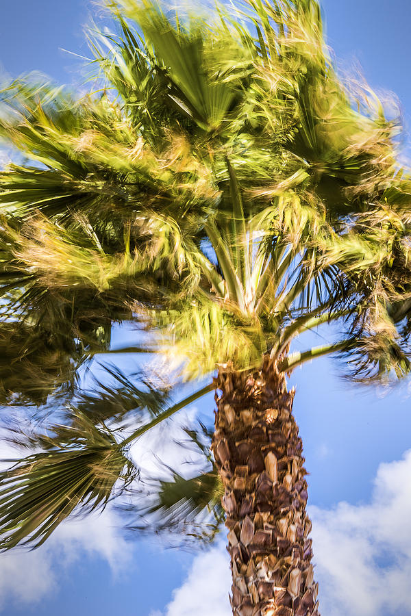 Wind In The Palm Tree Photograph