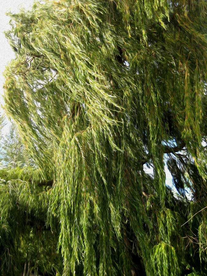 Wind In The Willow Photograph by Kathy Bassett