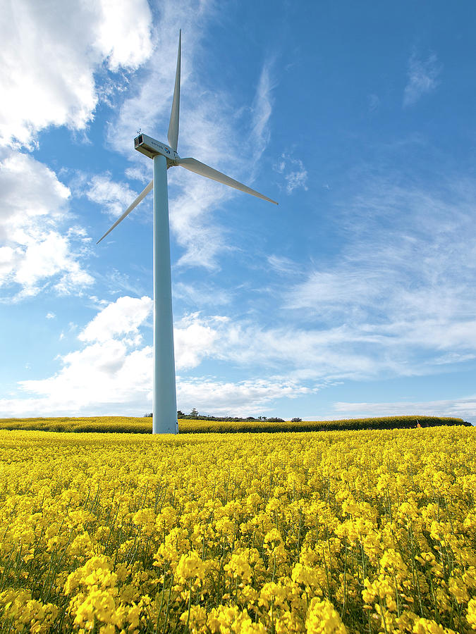 Wind Mill On A Yellow Flower Field Photograph by Santiago Bañón