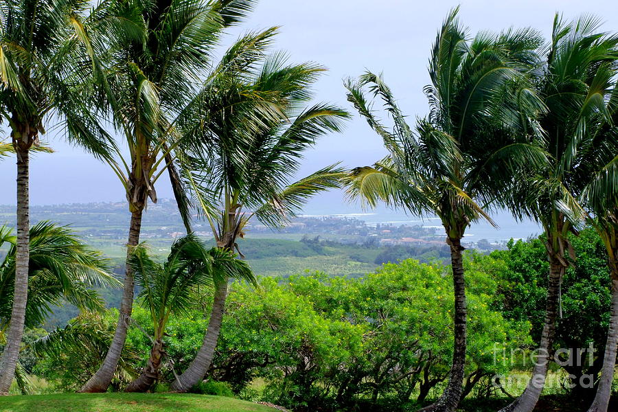Tree Photograph - Wind Over Kalaheo by Mary Deal