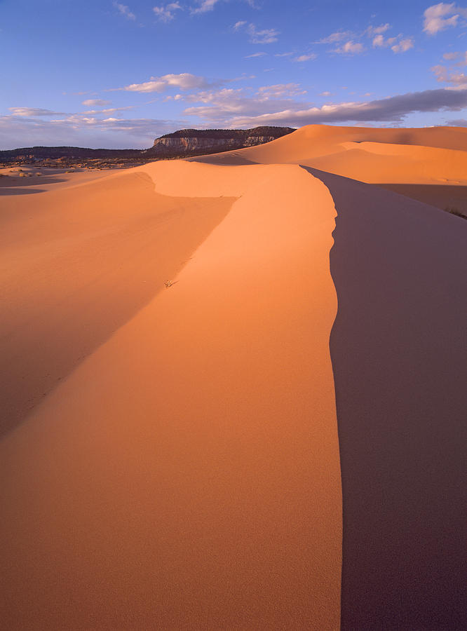 Wind Ripples Coral Pink Sand Dunes Photograph by Tim Fitzharris