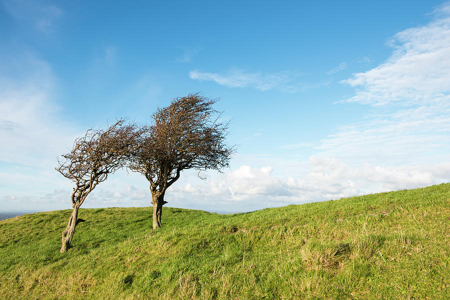 Wind Sculpted Hawthorns On South Downs Photograph by James Warwick