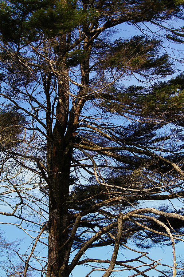 Tree Photograph - Wind Swept by Jeanette C Landstrom