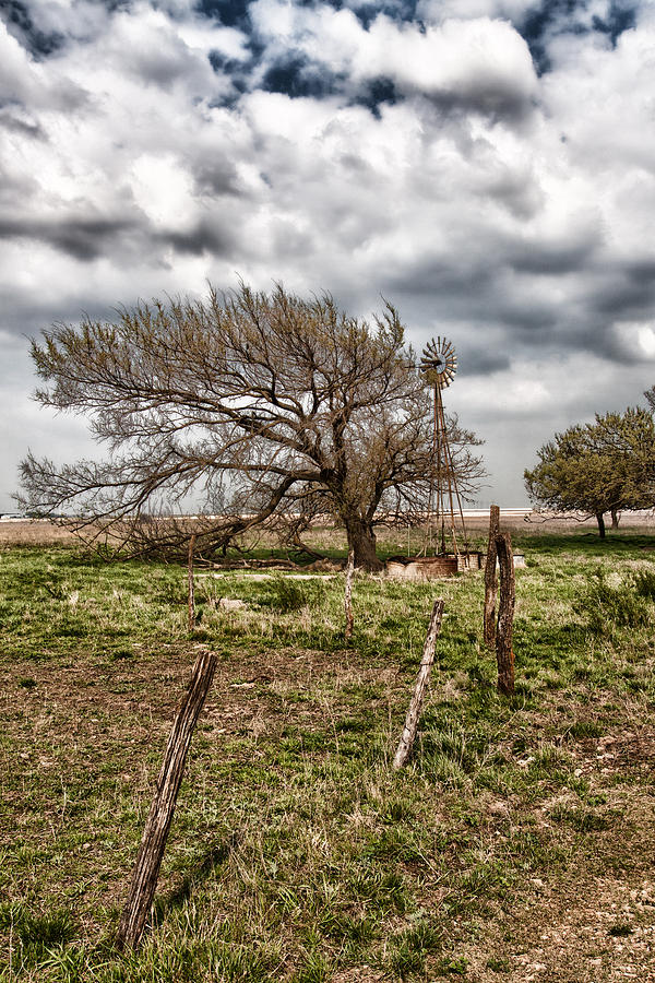 Wind Swept Kansas Tree Photograph by Jim Finch