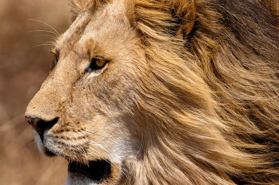 Wind Swept Mane Photograph by Chris Smith | Fine Art America