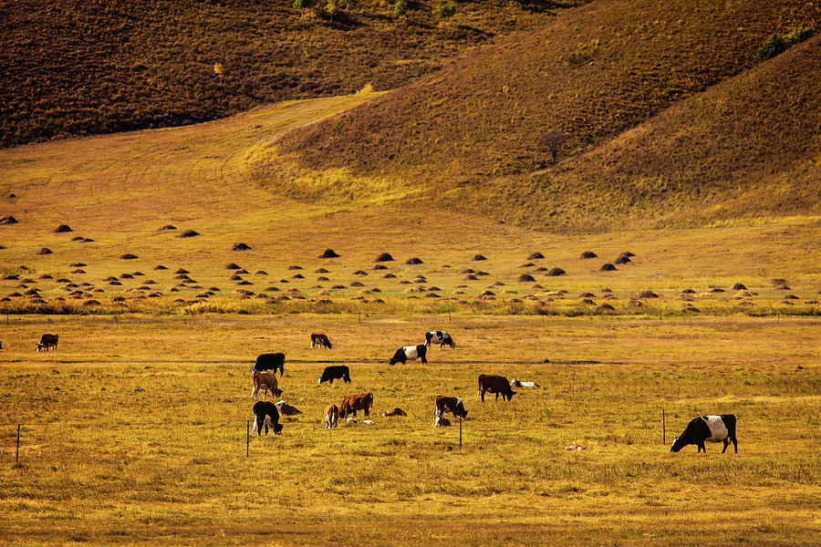 Wind-swept Pastures Of Cows And Sheep Photograph by Gregchen