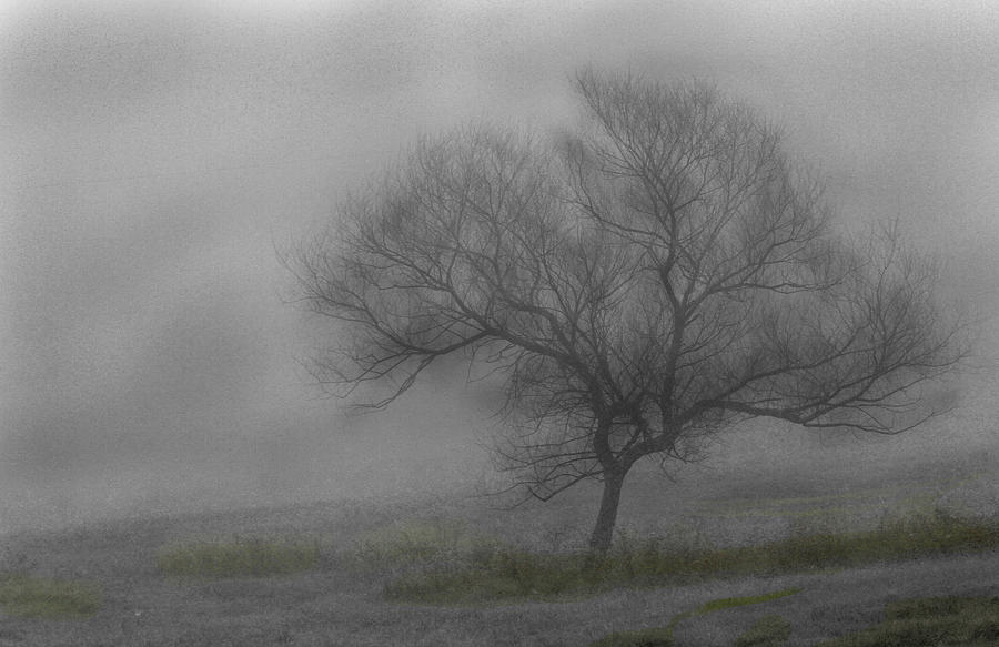 Wind Swept Tree Photograph by David Yocum