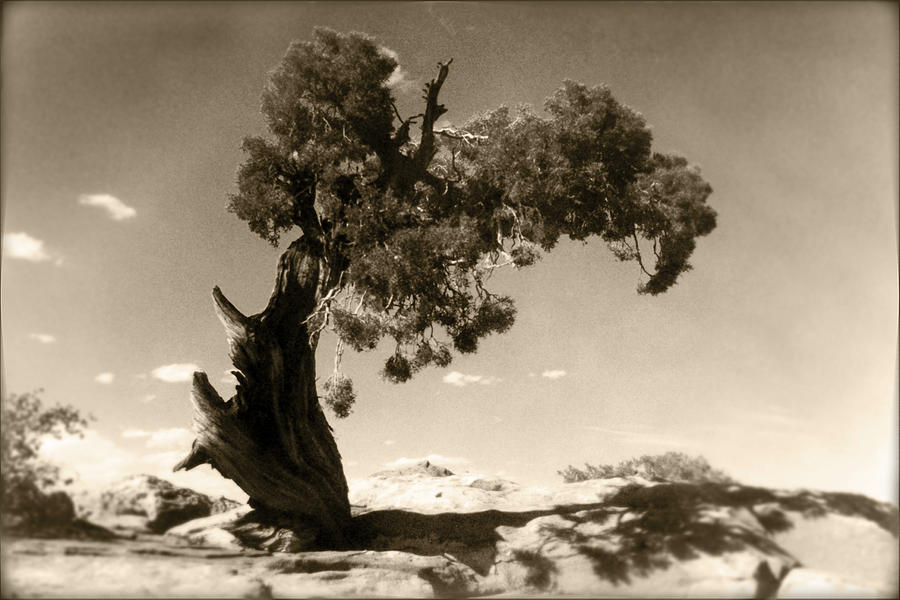 Wind Swept Tree Photograph