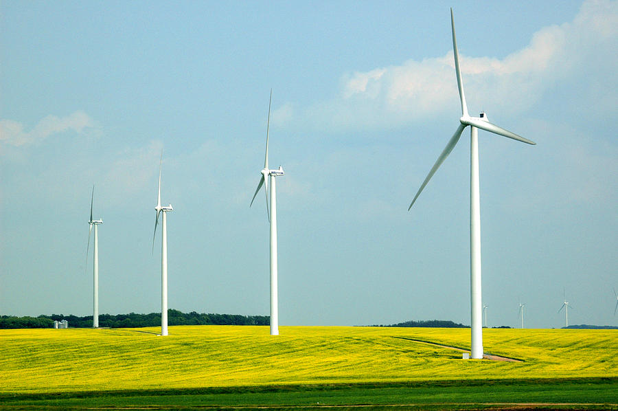 Wind Turbines in a Canola Field. Photograph by Rob Huntley