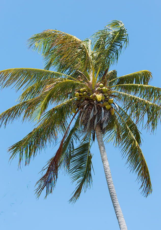 Nature Photograph - Windblown Coconut Palm by John M Bailey