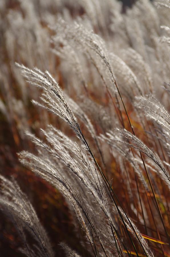 Windblown Grass Photograph by Ken Dietz