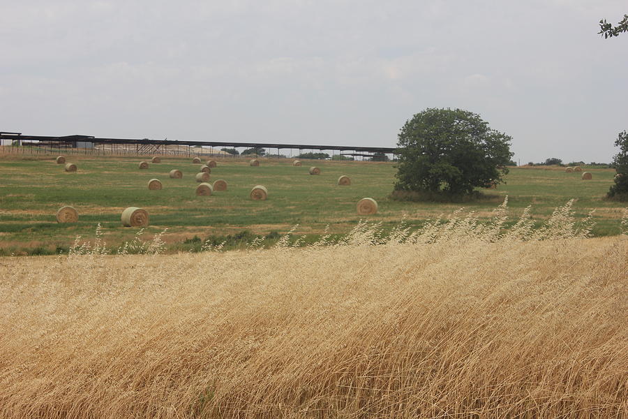 Windblown Hay Field in Texas Photograph by Shawn Hughes
