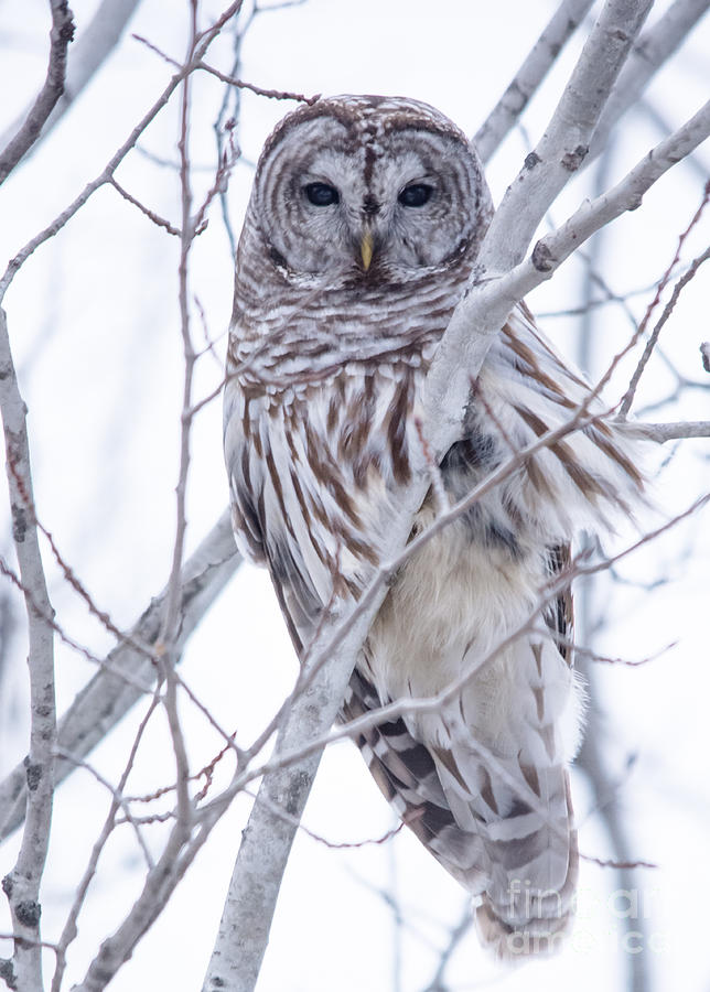 Windblown Owl Photograph by Cheryl Baxter