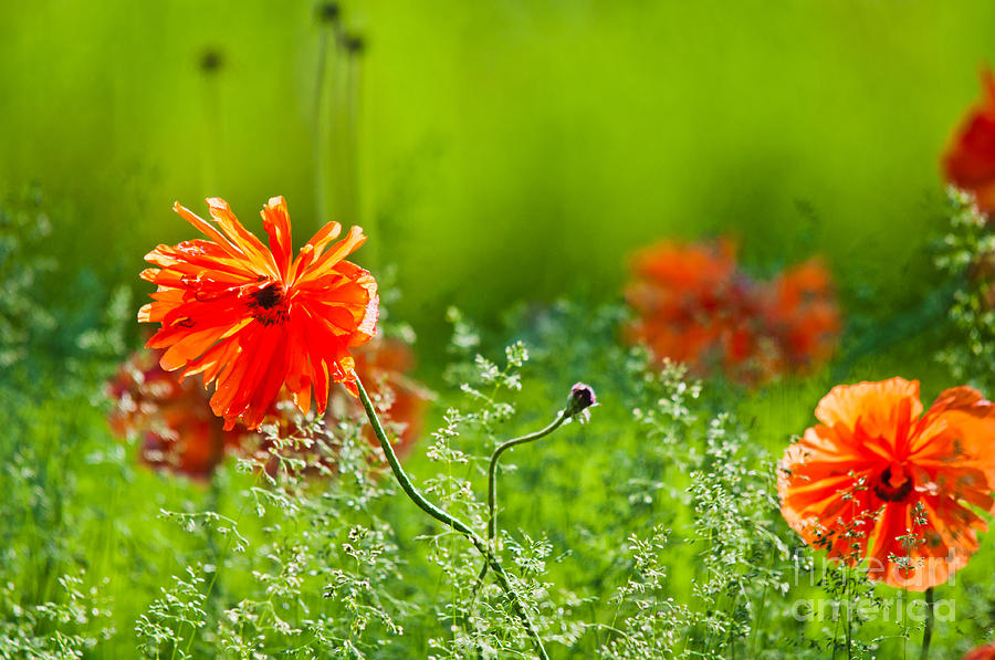 Windblown Poppies Photograph by Cheryl Baxter