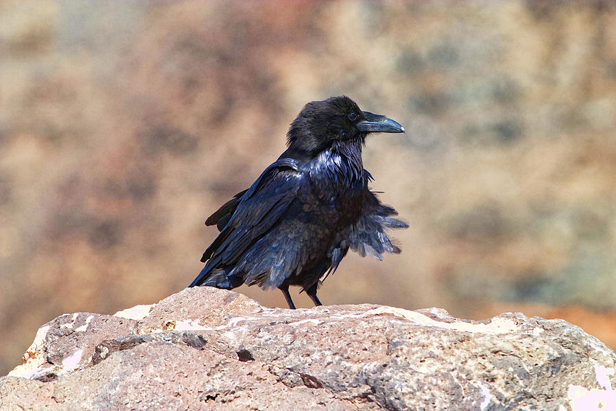 Windblown Raven Photograph by Gregory Scott